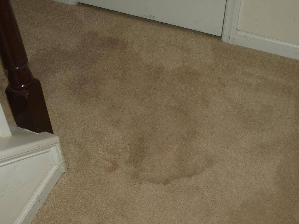 Spot Carpet Cleaning Before, Protech Carpet Care