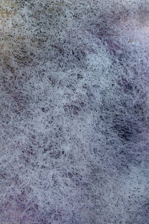 Moldy Carpet Protech Carpet Care