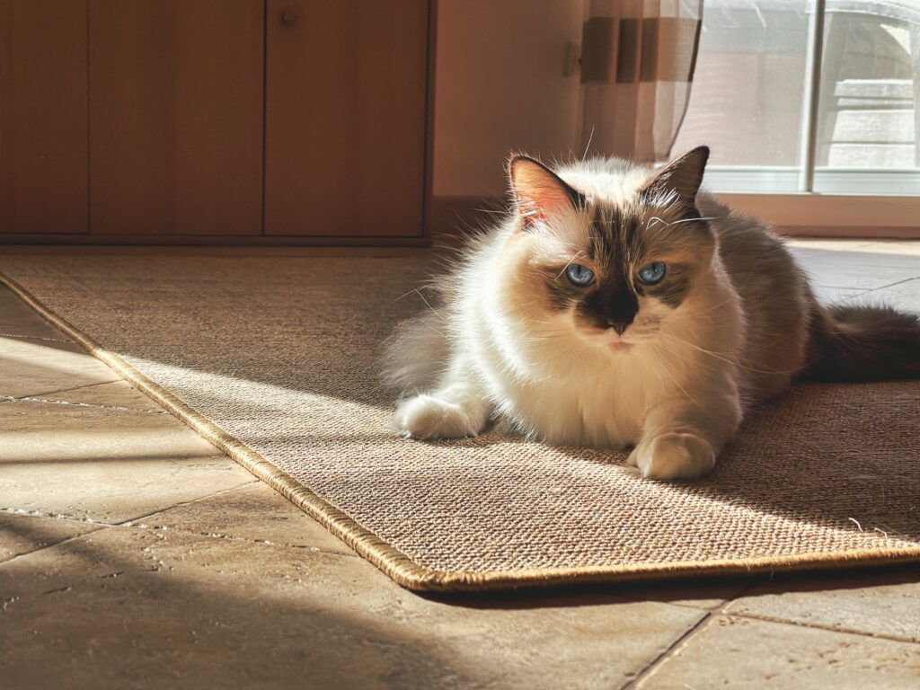 cat on a carpet