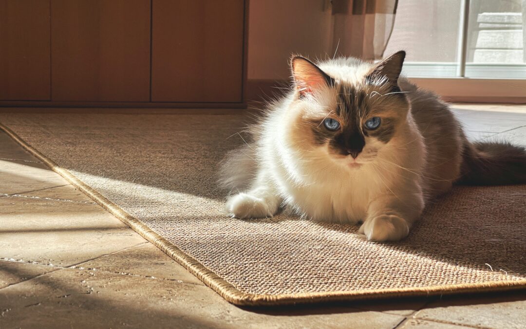 cat on a carpet
