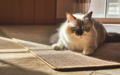 Pet Owners’ Essential Guide to Carpet Care and Maintenance