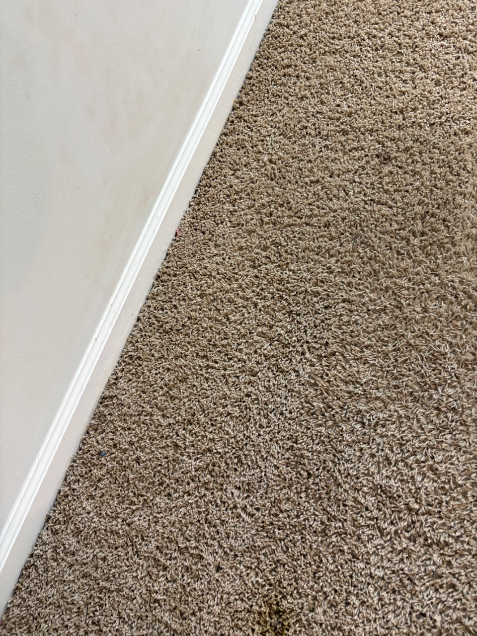 I wasn't able to view the actual photo, but I can write a post from the job details you've shared &mdash; Residential Carpet Cleaning and Stair Cleaning in Rural Hall, NC. Here's a post you can use on Facebook and Google Business Profile:

---

Spent the morning in Rural Hall taking care of a home that needed both the main carpets and a full set of stairs cleaned. Stairs are one of those things people walk on every single day but don't always think to have professionally cleaned &mdash; and the difference after a thorough job is night and day. We cleaned each step individually so the edges and corners got the same attention as the rest of the carpet. Always satisfying to see carpet look and feel fresh again.

If your carpets or stairs are due for a deep clean, give us a call at 336-202-2061 or visit protechcarpetcare.com to schedule. We'll take good care of your home.

---

Want me to adjust the tone, length, or any details? And if you can describe what's in the photo, I can tailor it more specifically to what's visible.